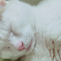 にゃんきち
