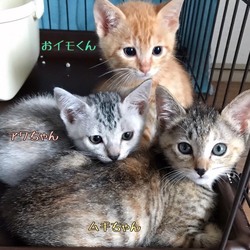 ＊幸せ探しのネコ譲渡会＊子猫〜大人猫