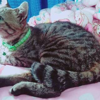 おっとり系男子ボスくんがあなたを待っています♪