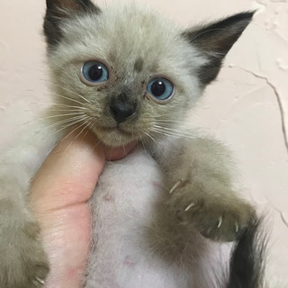 母子一緒に保護されたシロ(シャム)ネコ♂一か月半