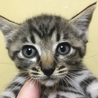 母子一緒に保護されたキジトラ小♂一か月半