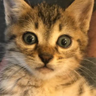 母猫事故死のキジトラ♀1か月半