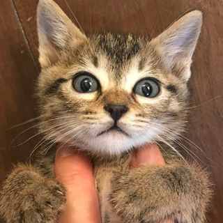 母猫事故死の子キジトラ(2匹目)♀1か月半