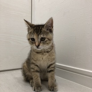 癒し系天然キャラ 黒糖ちゃん 愛知から