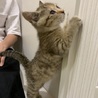 癒し系天然キャラ 黒糖ちゃん 愛知から サムネイル2