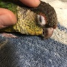 元気のいいウロコインコです サムネイル2