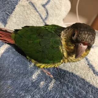 元気のいいウロコインコです