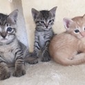 子猫 生後3か月程度 (黒トラx2 茶x1)