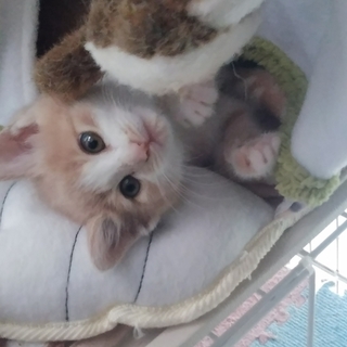 子猫４匹里親募集