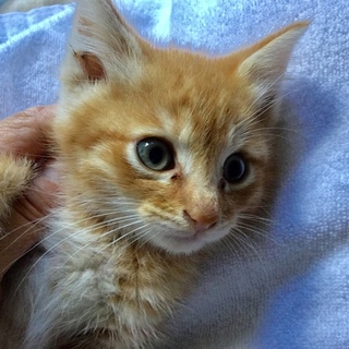 正式譲渡♥恋ちゃ（こいちゃ）