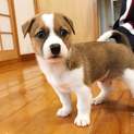 生後2か月仔犬 男の子