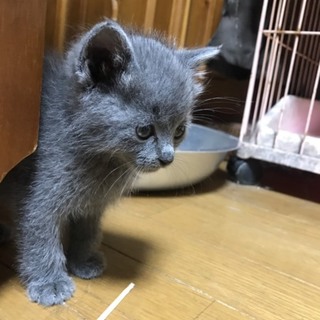 無邪気に遊んでいる、グレポンくん