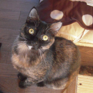 賢くて不思議ちゃん★サビ柄NO.1の美形　グレム