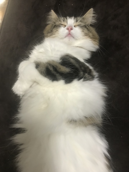 蛍