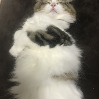 蛍