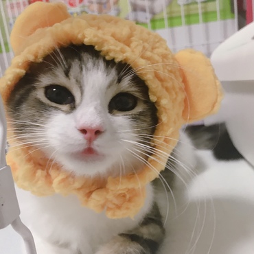 蛍の写真