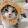 の写真