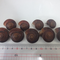 「「カンちゃん２世」孵化から11ヶ月（5/28）」サムネイル2