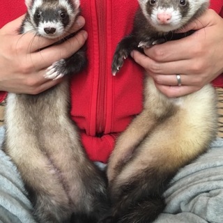 里親様にお迎えに来て頂きました。有難うございました