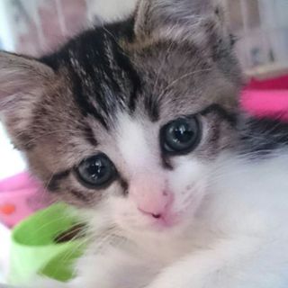 ぽよぽよな甘えんぼミホちゃん