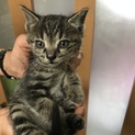 子猫