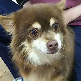 チワワ・オス・里親募集中！！