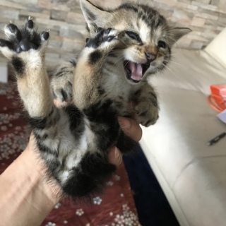 子猫里親募集