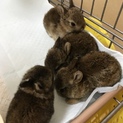 ミニうさぎのあかちゃん里親さん募集