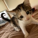 ☆子猫☆三毛猫☆メス☆(交渉中)