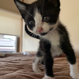 ☆白黒☆子猫☆メス☆