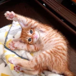 令和生まれのわんくん