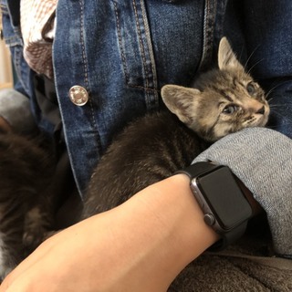 野良出身 子猫 仮名「ガリちゃん」