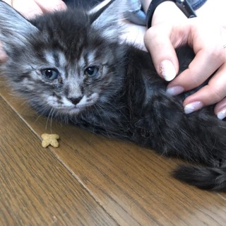 野良出身 子猫　「レオ君」