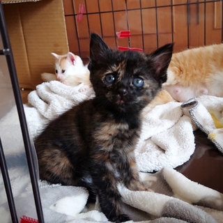 令和生まれふぁーちゃん