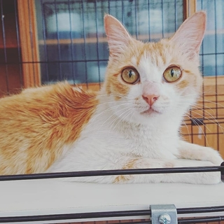 まるで妖精のように可憐なママ猫れいちゃん