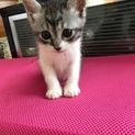 目が可愛い鯖トラの女の子猫でした