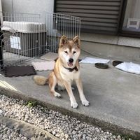 ピッキー