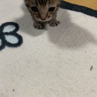 生後1ヶ月 子猫