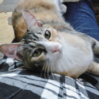 才色兼備★甘え上手な美人さん　ヤンセン