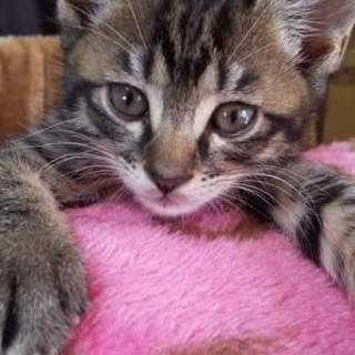 キジトラ５兄妹 (そのうちの３兄妹)  ☆そら☆