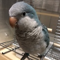 オキナインコ ブルー