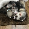 まほかず