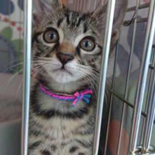 キジトラ５兄妹 (そのうちの３兄妹)  ☆てん☆