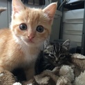 仔猫 