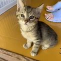 可愛いこげ茶キジ子猫ちゃん  