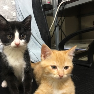 2ヶ月のハチワレ