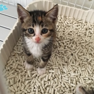 愛護センターレスキュー☆三毛みるくちゃん1.5ケ月