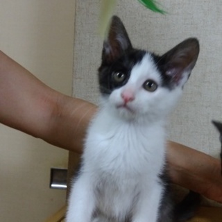 かわいい子猫です。飼い主さんになってください。