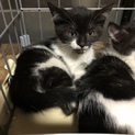 子猫3匹の里親募集です。