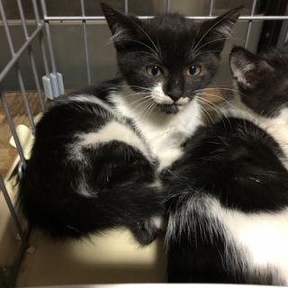 子猫3匹の里親募集です。